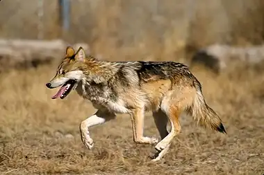 Mexican Wolf 2 yfb-edit 1