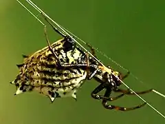 Female lateral view