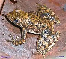 Black torrent frog Micrixalus saxicolaRanidaeIndia