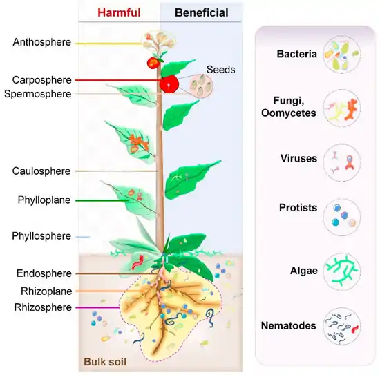 Microbiomes in the plant ecosystem 