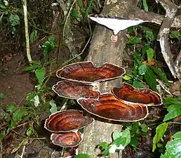 Lateral view of fruiting bodies