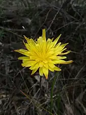 Murnong (Yam Daisy).