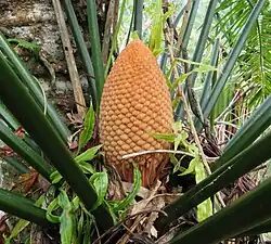 Male cones (microsporangia)