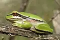 Middle East tree frog