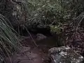 Middle Harbour Creek close to the source near Mona Vale Road St Ives.