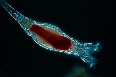 Image 3RotifersCredit: Frank FoxThe rotifers (/ˈroʊtɪfərz/, from the Latin rota, "wheel", and -fer, "bearing"), commonly called wheel animals or wheel animalcules, make up a phylum (Rotifera /roʊˈtɪfərə/) of microscopic and near-microscopic pseudocoelomate animals. (Full article...)More selected pictures