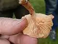 Mild milkcap, Lactarius subdulcis