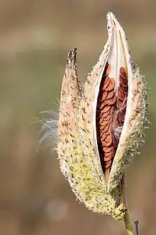 Asclepias syriaca dehiscent follicles (before unfurling of pappi)