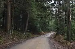 Forest scene north of Strattanville