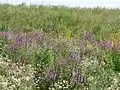 Flowers on the side of the hill formed by the capped landfill