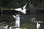 Gulls, mallards, Canada geese, and a coot