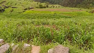 Millet fields in the upper reaches of Nayaar river valley.