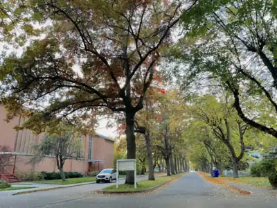 Dalton Avenue's tree-lined boulevard in autumn