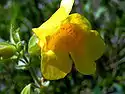 Monkeyflower