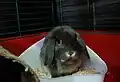 A blue otter colored Miniature Lop