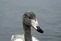 Young whooper swan at Lake Kussharo, Japan