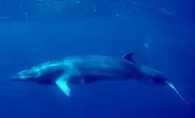 Image 68Minke whale (from Arctic Ocean)