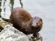 Brown mustelid in water