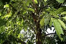 Tropical tree with large green leaves