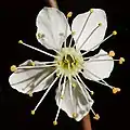 Prunus cerasifera flower (close-up)