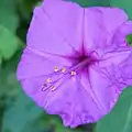 Stamens