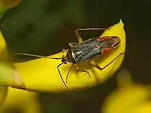 Closterotomus trivialis, male