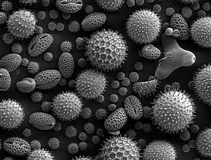 An image of pollen taken from a scanning electron microscope.