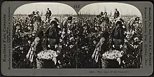 Pictured is a black and white photograph, with a small African American boy in the center. He holds a basket of picked cotton. Behind him is his family bending over cotton plants. The picture is duplicated and the surrounding frame is that of a Keystone manufacturing company.