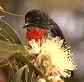 Mistletoebird