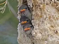 Three young mistletoebirds in their nest waiting to be fed.