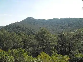 Pinus halepensis forest