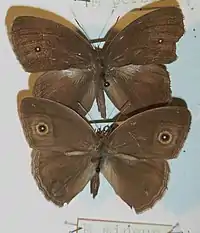 Dorsal view