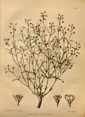 Galphimia angustifolia