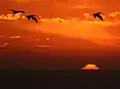 Mock mirage sunset with brown pelicans