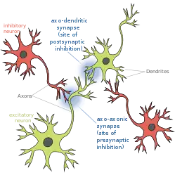 Presynaptic Inhibition