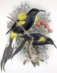 Hawaiʻi ʻōʻō