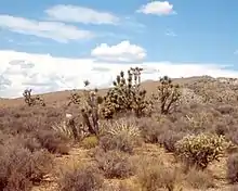 Image 26Joshua trees, yuccas, and cholla cactus occupy the far southwest corner of the state in the Mojave Desert (from Utah)