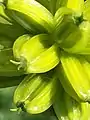 Unripe fruits in extreme close-up, showing bruise-like indentations referenced in name of genus