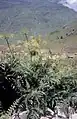 Flowering plant in the Jardin botanique du Tourmalet