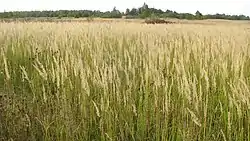 Village Monino (deserted), Glinkovsky District