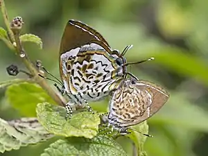 Mating pair