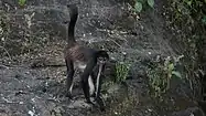 Spider monkey (Ateles geoffroyi), near Catemaco, Veracruz (4 March 2015).