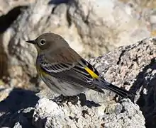 A female Audubon's warbler on tufa at Mono Lake in California