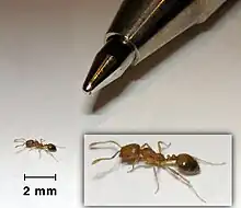 Monomorium pharaonis (Pharaoh ant)