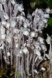 Growing at Puget Sound, Washington