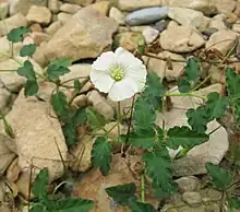 M. emarginata flower