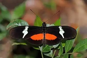 H. c. montanusMount Totumas cloud forest, Panama