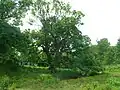 Ancient Sycamore and Montfode Cottages.