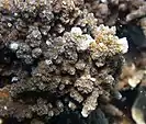 Montipora ehrenbergii