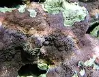 Montipora nodosa